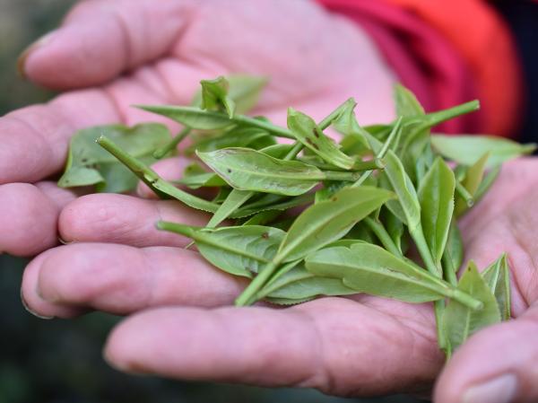 祁玉紅茶茶包