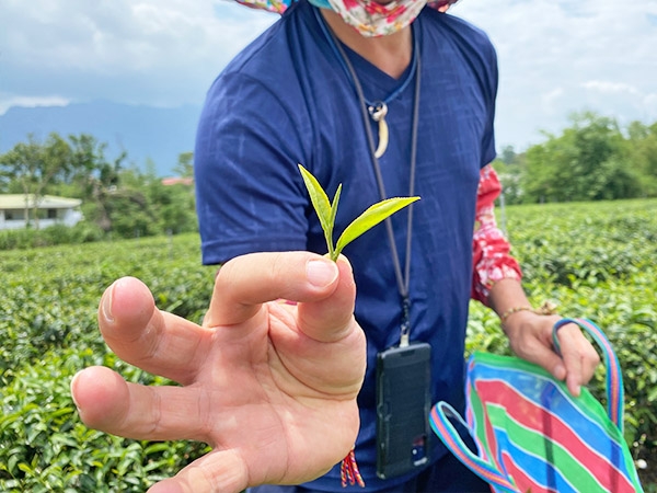 紅烏龍茶體驗