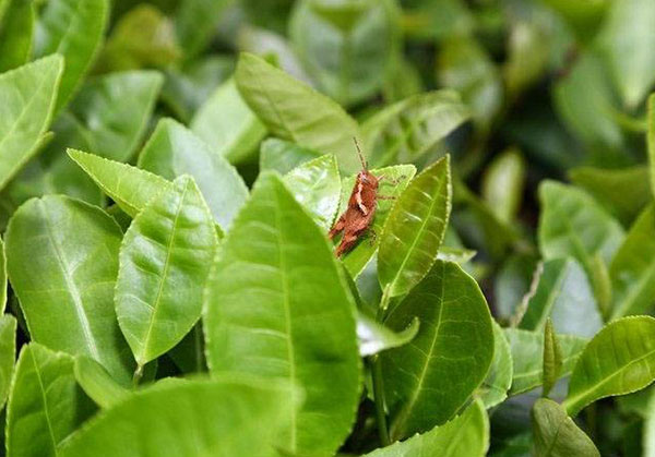 有機茶禮盒