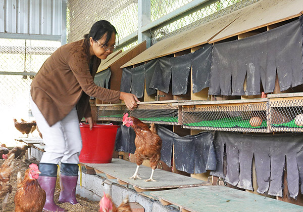 紅葉友善放牧雞蛋