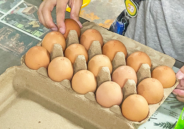 紅葉友善放牧雞蛋